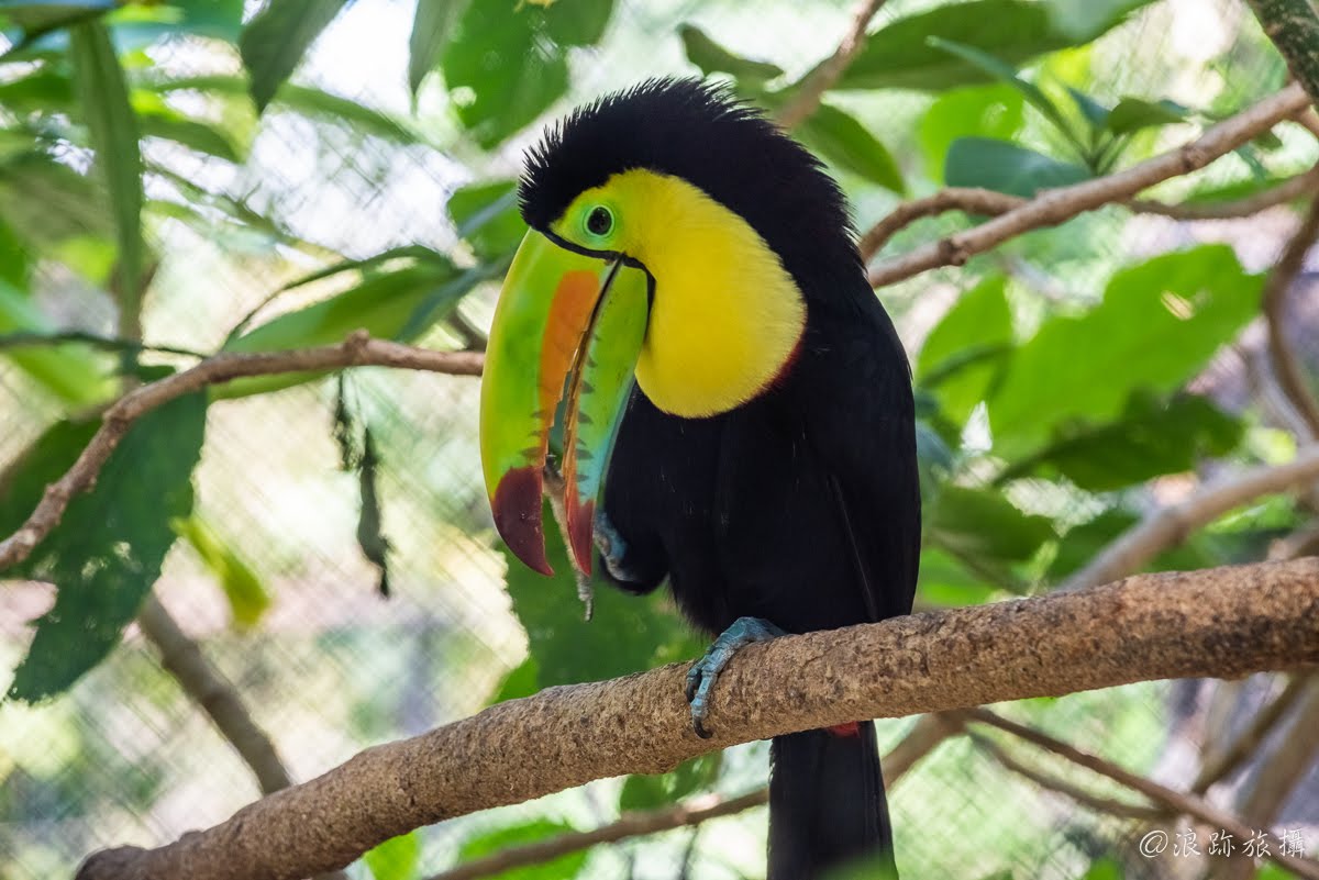 哥斯大黎加 Herpetological Refuge Costa Rica 大嘴鳥 巨嘴鳥