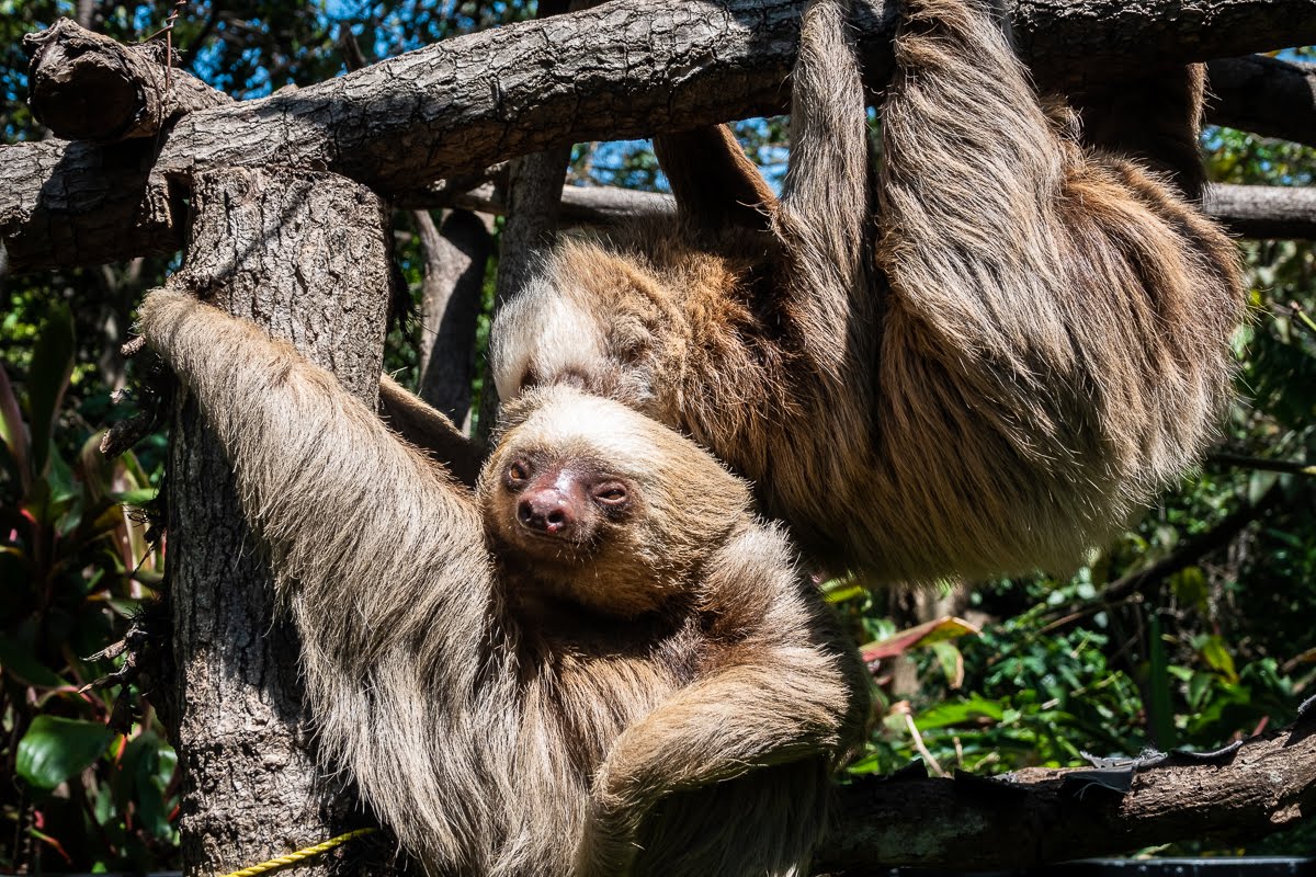 哥斯大黎加 Herpetological Refuge Costa Rica 樹懶 Sloth