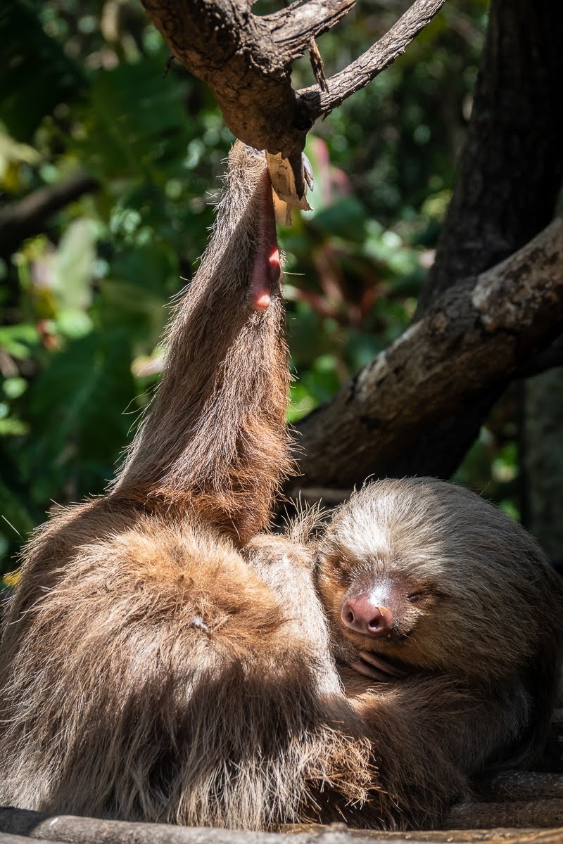 哥斯大黎加 Herpetological Refuge Costa Rica 樹懶 Sloth