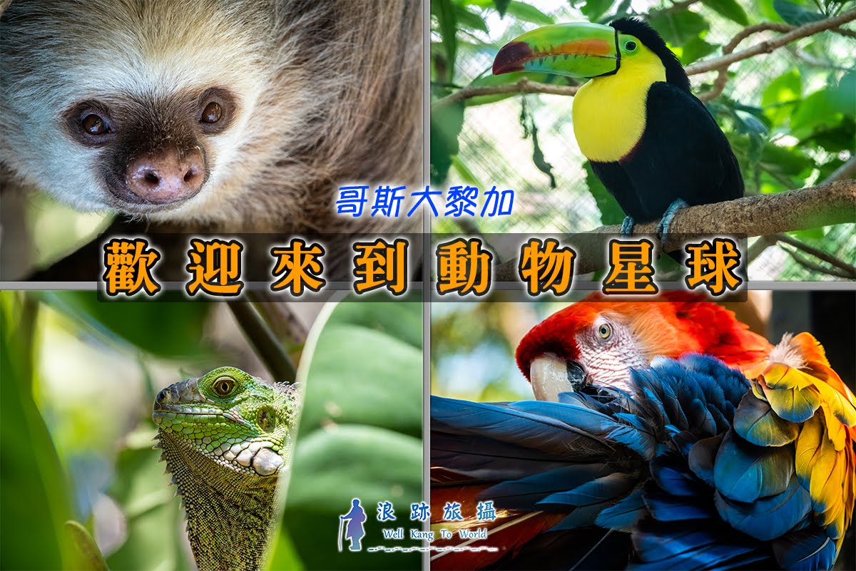 哥斯大黎加 Herpetological Refuge Costa Rica 樹懶 Sloth 緋紅金剛鸚鵡 大嘴鳥 巨嘴鳥